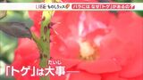 “愛と美の花”バラにはなぜトゲがあるのか【ものしりっス】(静岡県) | 静岡のニュース | SBSNEWS | 静岡放送
