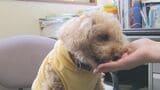 愛犬家注目の“ジャーキー”の原料は「シカ肉」 ペットフードに“ジビエ”活用のワケとは?|TBS NEWS DIG