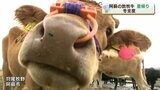 お産の力も強くなりストレスもなくなる! 飼い主がお迎えに 「熊本型放牧」 | 熊本のニュース|RKK NEWS|RKK熊本放送