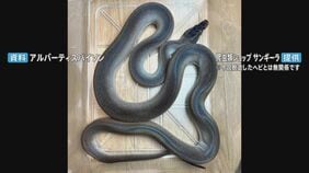 体長約2メートルのニシキヘビ2匹脱走　川崎市のマンション3階　逃げたのは「アルバーティスパイソン」オスとメスで毒はなし|TBS NEWS DIG