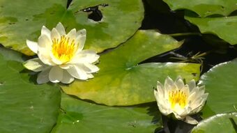 池の水面に映える白やピンク　スイレンの花見ごろ　鹿児島・いちき串木野市　|　鹿児島のニュース｜MBC NEWS｜南日本放送