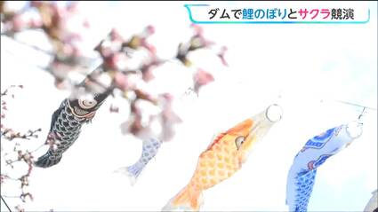 青空泳ぐ鯉のぼりと桜の競演 夜はライトアップも春の釜房ダム 宮城