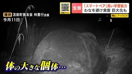 クマ嵐】牛66頭を襲ったOSO18の恐怖再び…わなを学び捕獲から逃れる
