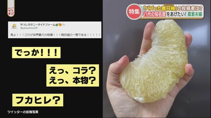バズったバンペイユ（晩白柚）」SNSで売上10倍！？投稿した若手農家