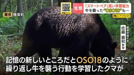 クマ嵐】牛66頭を襲ったOSO18の恐怖再び…わなを学び捕獲から逃れる