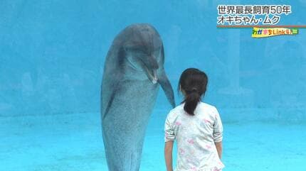50年現役！「沖縄観光のハイライト」美ら海水族館のオキちゃんとムク