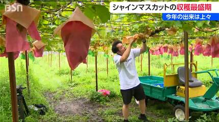 シャインマスカット収穫最盛期 価格は2房 約3,000円 出来は良好で炭酸