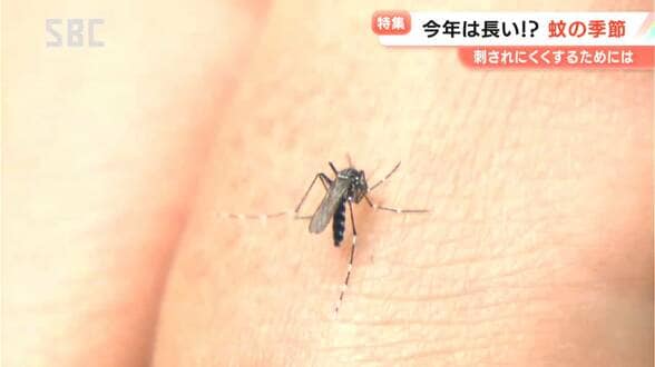 早くも飛び始めた!?「蚊」　ほぼ毎日「蚊」を採取しデータを取る専門家が信州大学に！気になる今年の傾向は…「成虫が出ている期間が長くなる可能性」　「蚊」の多さと関係するのが「気温」　　|　SBC NEWS | 長野のニュース | SBC信越放送