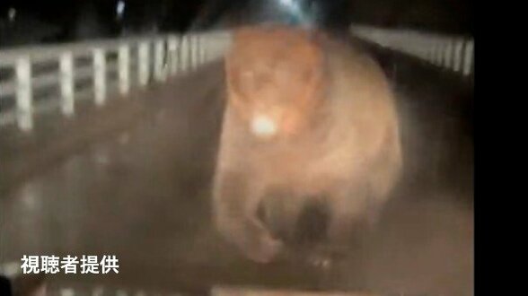 【クマ襲撃】巨体を揺らしながら走行中の車に突進…ボンネットが破損、運転手は無事 翌日近くの別の場所では親子とみられるクマ2頭も出没 北海道浦河町 | 北海道のニュース|HBC北海道放送
