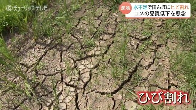 猛暑と水不足で「田んぼにひび」…コメ農家は「神頼み」の境地　深刻な爪痕にコメの出来を懸念　富山|TBS NEWS DIG