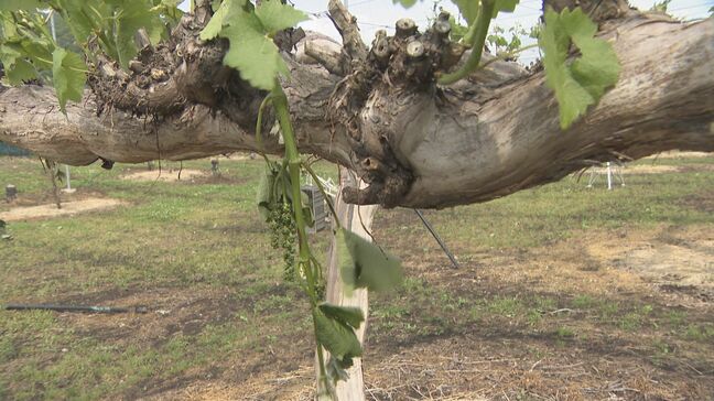 21日の降ひょう 被害額は長野県中野市などで1億8800万円に|TBS NEWS DIG