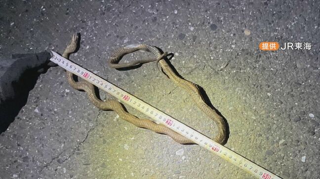 「どえらい音だった」東海道新幹線をとめた1匹の“ヘビ”  停電により6万7000人に影響|TBS NEWS DIG