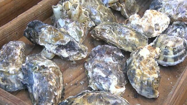 「カキも例年通り販売」正月用に瀬戸内の魚介類を販売「歳末真魚市」開催【岡山・備前市】|TBS NEWS DIG