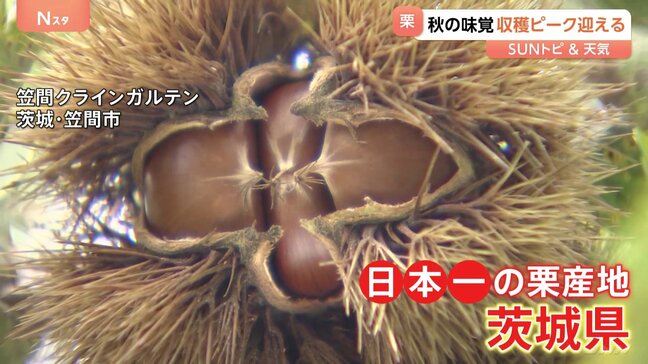 秋の味覚「栗」収穫ピーク迎える　収穫量日本一の茨城で栗収穫を体験　“モンブラン絞り”でオリジナルケーキも…【SUNトピ】|TBS NEWS DIG