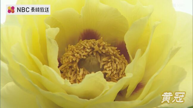 4ヘクタールの園内に咲き誇るボタン 佐世保花園で楽しむ初夏の彩りと黄色の品種|TBS NEWS DIG