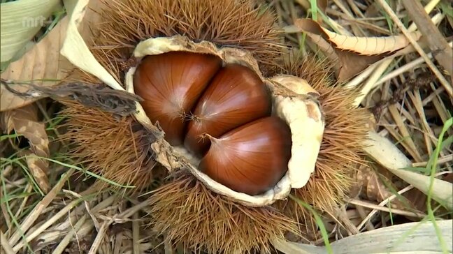 秋の味覚 クリの収穫 日之影町で本格的に始まる|TBS NEWS DIG