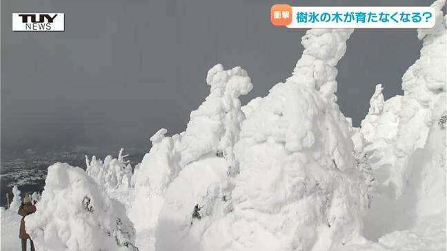 今世紀末には樹氷が見られなくなる可能性 山形大学が衝撃の研究結果を発表|TBS NEWS DIG