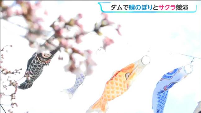 青空泳ぐ鯉のぼりと桜の競演 夜はライトアップも春の釜房ダム 宮城・川崎町|TBS NEWS DIG