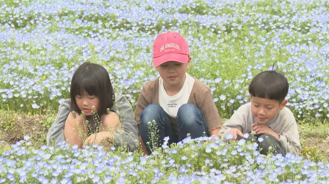 約80万本のネモフィラが見頃　青の洞門で豪雨災害からの復興願いを込め　大分・中津市|TBS NEWS DIG