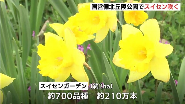 210万本のスイセンが春を告げる 庄原・備北丘陵公園で咲き始め 4月上旬にかけ700品種が競演 広島|TBS NEWS DIG