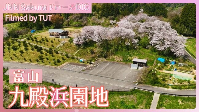 復興を見守る高台に咲くサクラ 富山県氷見市【JNN sakuraドローンDIG 2024】|TBS NEWS DIG