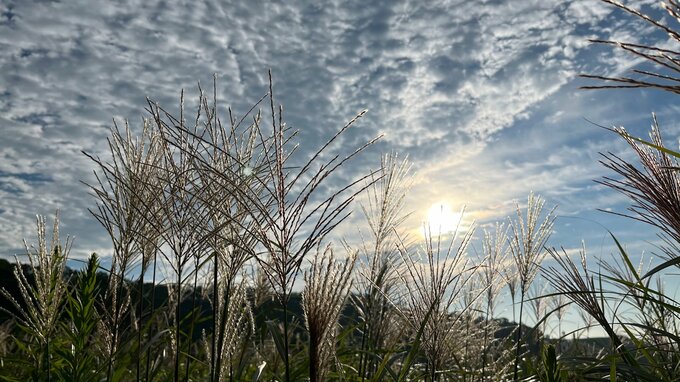 秋の気配 二十四節気「白露」朝露とうろこ雲広がる　大分　|　大分のニュース｜OBS NEWS｜大分放送