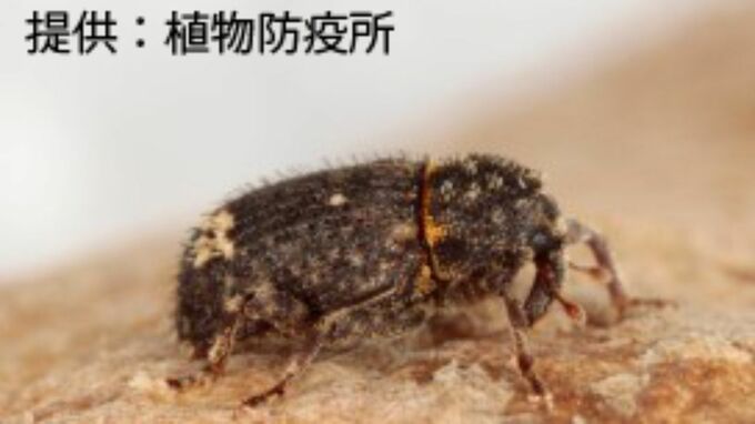 サツマイモを食い荒らすイモゾウムシ　鹿児島市、指宿市などで確認続く　|　鹿児島のニュース｜MBC NEWS｜南日本放送