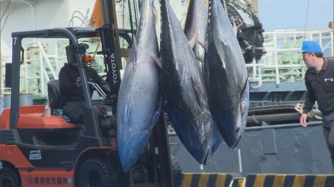 今シーズンの境港のクロマグロ漁終了　例年より100トン少なく…今後の漁獲枠はどうなる？|TBS NEWS DIG