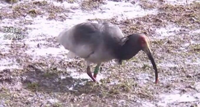 能登のトキ放鳥を“復興のシンボル”へ　石川県の専門家委員会が初会合　|　石川県のニュース｜MRO北陸放送
