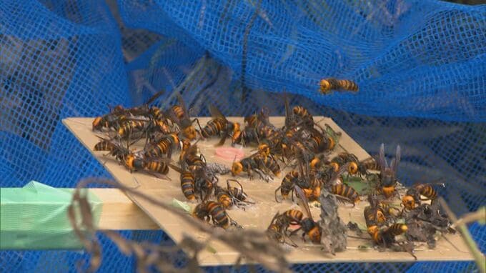畑の草刈り中「オオスズメバチ」に刺された…地中にある巨大巣の駆除に密着「巣の中に来年の女王バチがいて、守ろうと攻撃的になっている」|TBS NEWS DIG