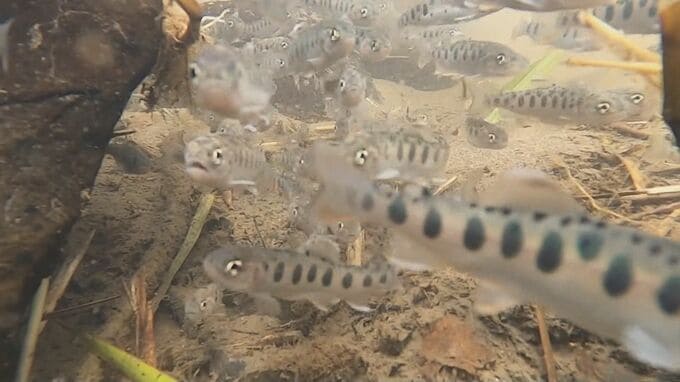 真夏日だけど元気！　児童がヤマメの稚魚放流　|　BSSニュース | BSS山陰放送