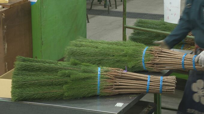 夏場の猛暑や豪雨により穂先が茶色くなるなどの影響も… 正月の門松などに使われるマツの競り「松市」行われる　|　石川県のニュース｜MRO北陸放送