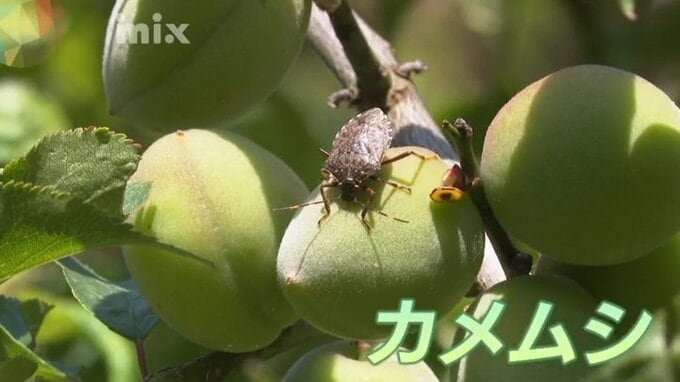全国で大量発生「カメムシ」理由はエサ豊作と暖冬で平年の４倍越冬　今後も増える傾向？　|　山口のニュース・天気・防災｜tys NEWS｜ｔｙｓテレビ山口
