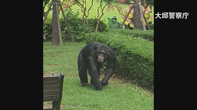 韓国・大邱の動物園でチンパンジー2頭が脱走　飼育員が腕かまれて負傷|TBS NEWS DIG