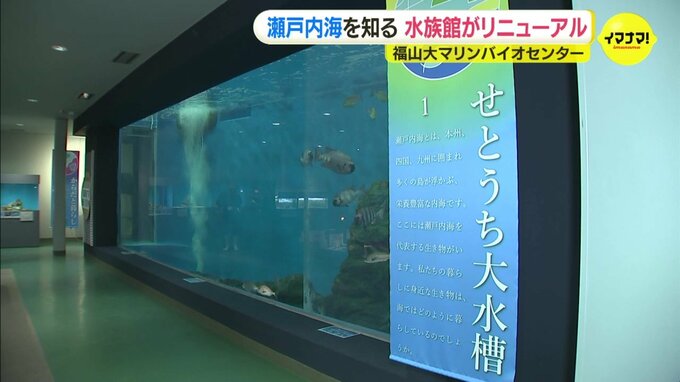 「自然体の魚の姿 見られる」福山大学の水族館がリニューアル　瀬戸内海を知る　広島･尾道市|TBS NEWS DIG