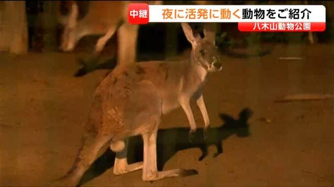 レッサーパンダやカンガルーをはじめ夜間の動物たちの姿を楽しめる！八木山動物公園で「ナイトズージアム」が8月20日から22日まで開催中|TBS NEWS DIG
