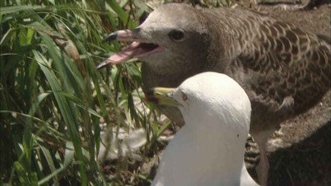 国内最大のウミネコ繁殖地・蕪島　野生動物に襲われるなど死んだ数1450羽→654羽に　過去最多の2022年の被害数が半数以下に減少　天敵のネコ・タヌキなど「捕獲の罠」の設置早め効果か　|　青森のニュース│ATV NEWS│青森テレビ