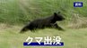 棒で応戦し襲いかかってきたクマは山林へ逃げていく　遭遇したウド採りの男性(73)にけがなし　岩手・宮古市　|　IBC NEWS | IBC岩手放送