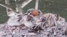 “野鳥の宝庫”でもある桜の名所「弘前公園」に水鳥「カイツブリ」の親子　子育て奮闘中！　園内には“水辺の宝石”とも呼ばれる「カワセミ」も　青森県弘前市　|　青森のニュース│ATV NEWS│青森テレビ