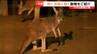 レッサーパンダやカンガルーをはじめ夜間の動物たちの姿を楽しめる！八木山動物公園で「ナイトズージアム」が8月20日から22日まで開催中　|　宮城のニュース│tbc NEWS│tbc東北放送